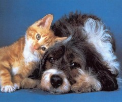 cani e_gatti