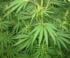 cannabis