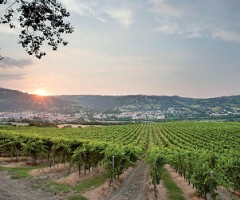 Il-Verdicchio-dei-Castelli-di-Jesi