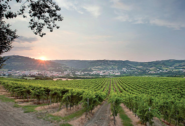 Il-Verdicchio-dei-Castelli-di-Jesi