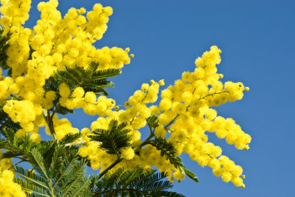 MIMOSA