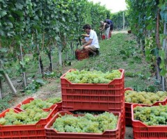 indennit di_disoccupazione_agricola