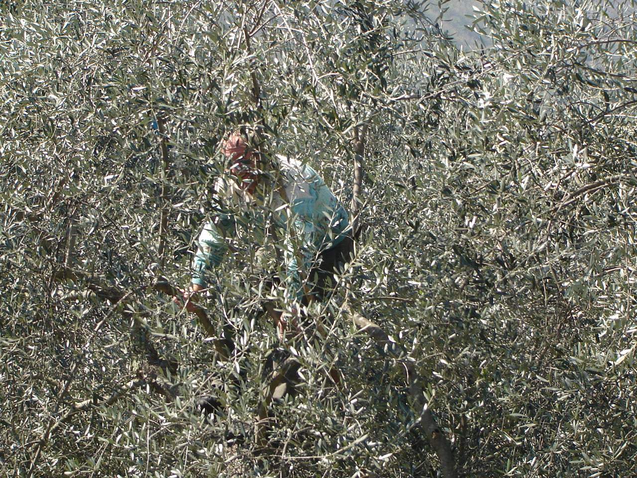 olivo