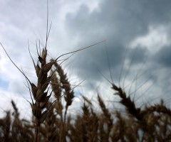 spiga di_grano_duro_rovinata_dal_maltempo