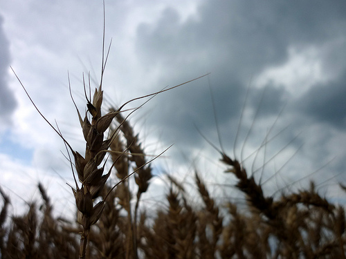 spiga di_grano_duro_rovinata_dal_maltempo