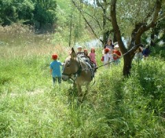 Asinoterapia ad Acquaviva Picena