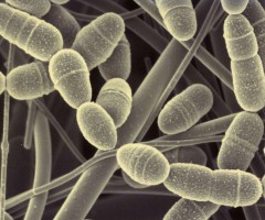 Streptococcus mutans6500