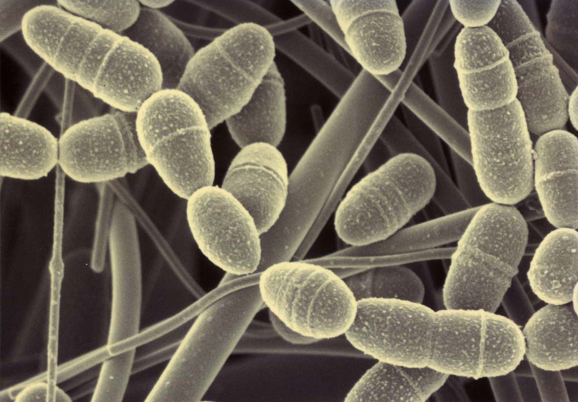 Streptococcus mutans6500