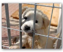 adotta un cane