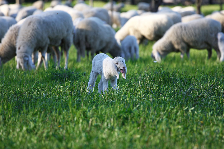 agnello marchigiano