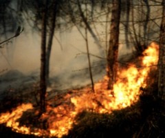 incendiboschivi