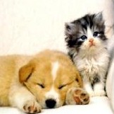 animali domestici_2