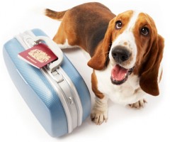 viaggiare-con-animali-domestici