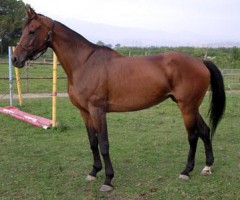 Cavallo
