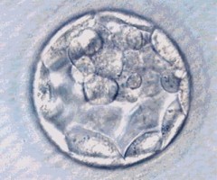Cellule