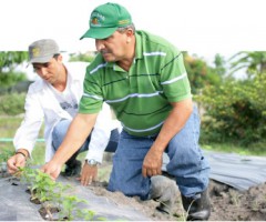 agronomo1