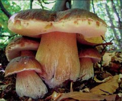 funghi porcini1