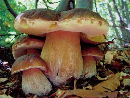 funghi porcini1