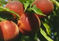 PESCHE