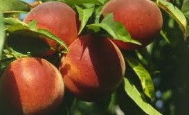 PESCHE