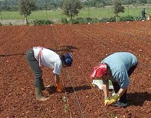 donne-lavoro-campi