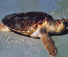 tartaruga-caretta