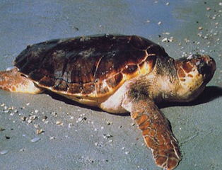 tartaruga-caretta