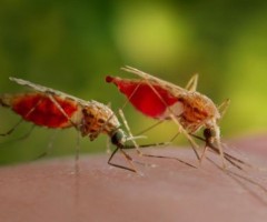 zanzare-malaria