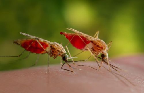 zanzare-malaria