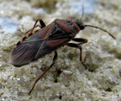 la cimice dell'olmo