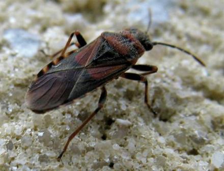 la cimice dell'olmo