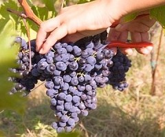 uva vendemmia