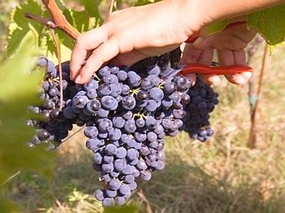 uva vendemmia