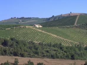 Tenuta Cocci Grifoni