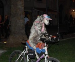 bianca cane in bici