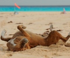 multa ai turisti con i cani in spiaggia