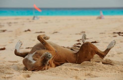 multa ai turisti con i cani in spiaggia