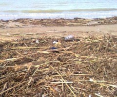 detriti sulla spiaggia