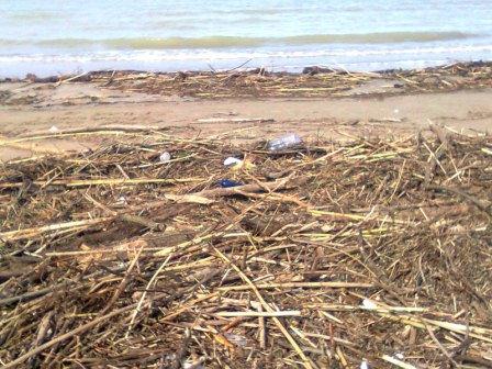 detriti sulla spiaggia