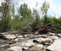 legna secca via dai fiumi