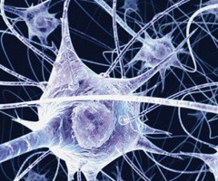 neuroni