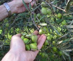 47609-big-1-raccolta olivE1