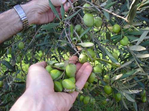 47609-big-1-raccolta olivE1