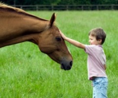 cavallo bimbo