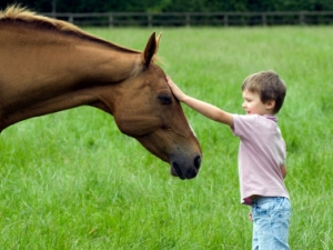 cavallo bimbo