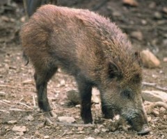 cinghiale