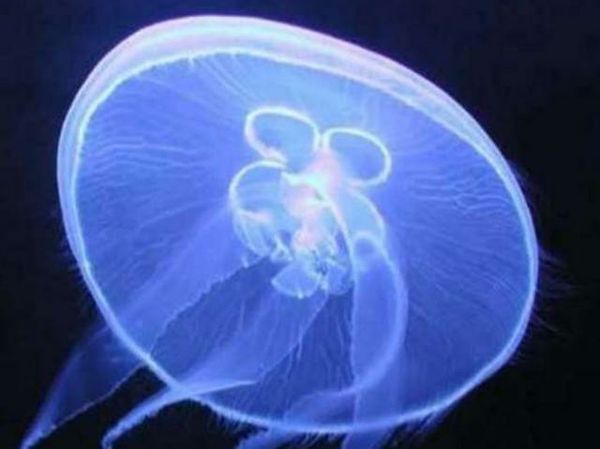 medusa lago gerosa