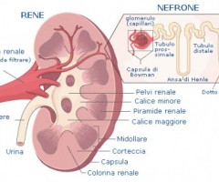rene nefrone