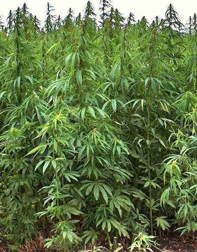 serra venti piante marijuana Ripatransone