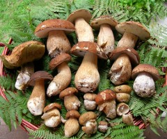 CORSO FUNGHI PROVINCIA FERMO